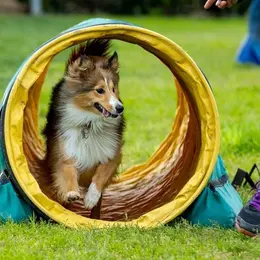 Concours D'Agility