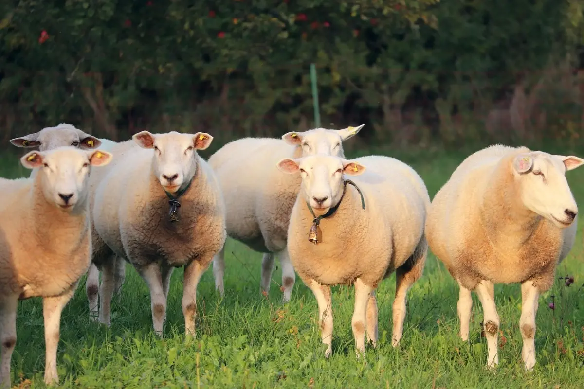 Concours d'animaux