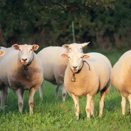 Concours d'animaux