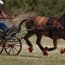 Concours d'attelage club élite
