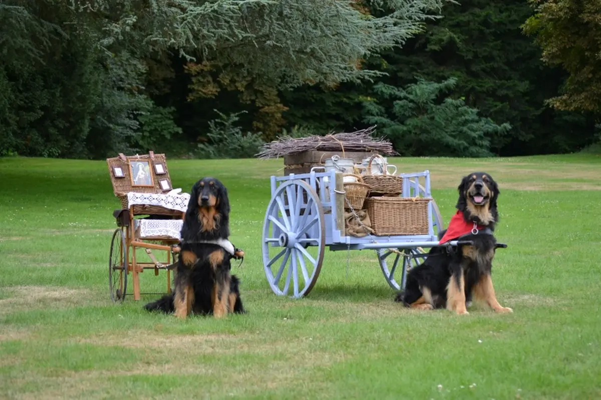 Concours d’attelages canins au Château de Villesavin