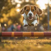 Concours d'obéissance