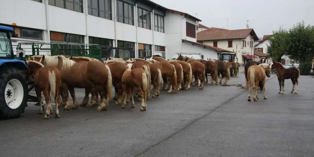 Concours de chevaux de trait