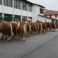 Concours de chevaux de trait