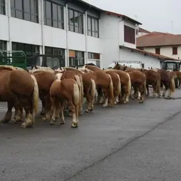 Concours de chevaux de trait