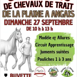 Concours de chevaux de trait de la plaine