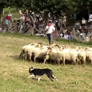 Concours de chiens de berger