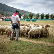 Concours de chiens de berger