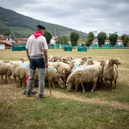 Concours de chiens de berger