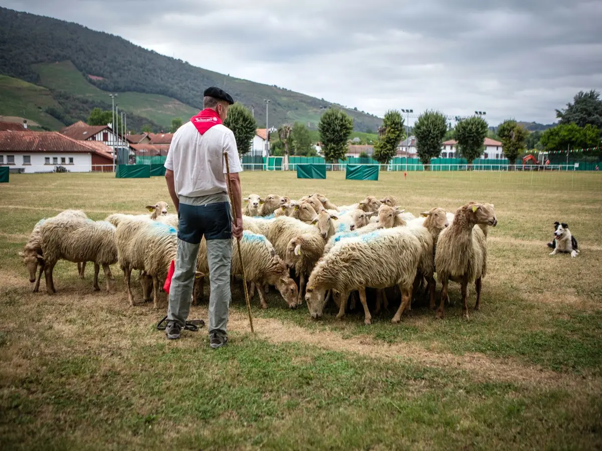 Concours de chiens de berger