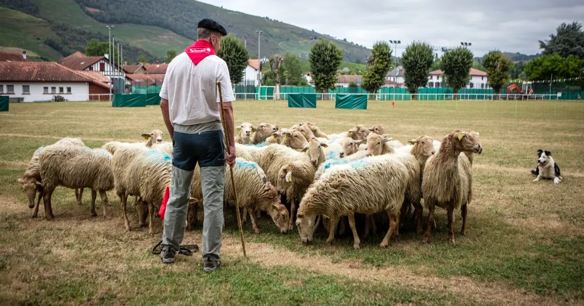 Concours de chiens de berger