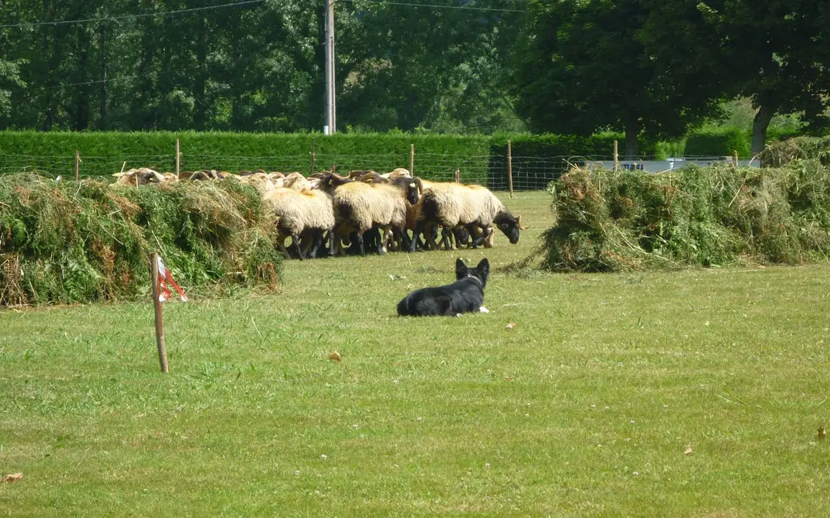Concours de chiens de bergers