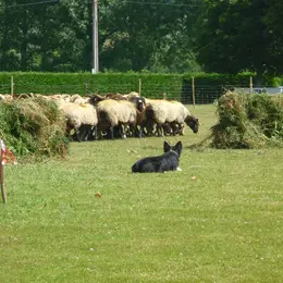 Concours de chiens de bergers