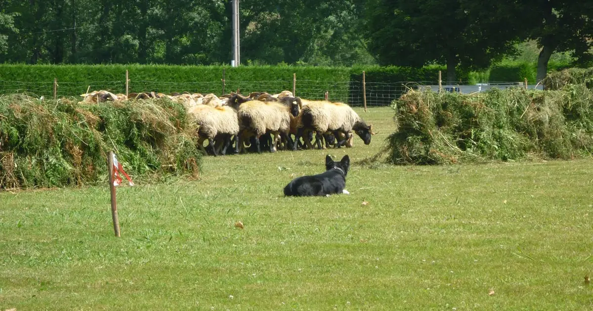 Concours de chiens de bergers