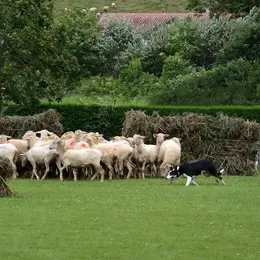 Concours de chiens de bergers