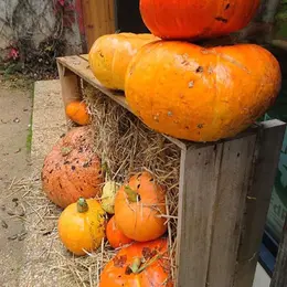 Concours de citrouille d'Halloween