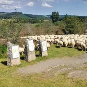 Concours de la racine ovine Limousine