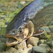 Concours de pêche à la truite