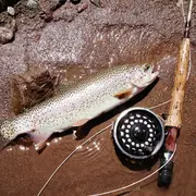 Concours de pêche à la truite