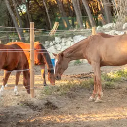 Concours de Pony-Games