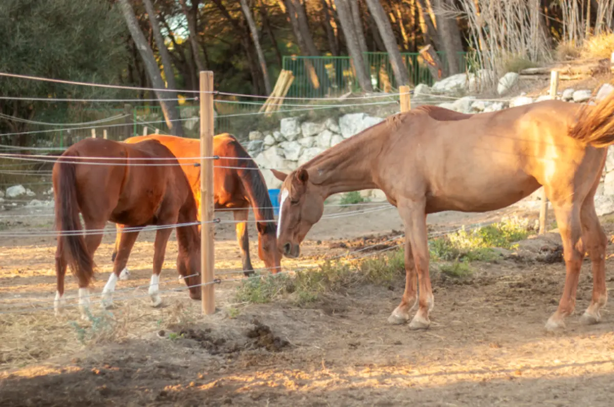 Concours de Pony-Games