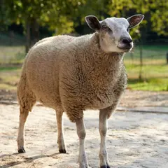 Concours de races cotentines et grande foire aux moutons