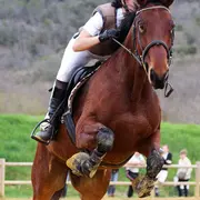 Concours de saut d'obstacles