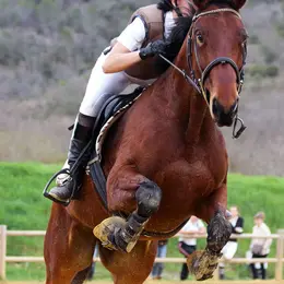 Concours de saut d'obstacles