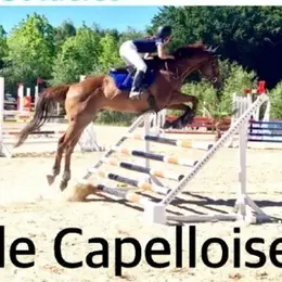 Concours de saut d'obstacles