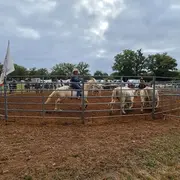 Concours de tri de bétail