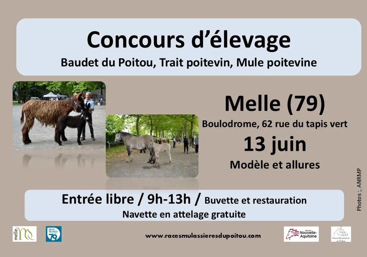 Concours départemental races mulassières du Poitou de Melle