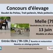 Concours départemental races mulassières du Poitou de Melle