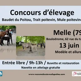 Concours départemental races mulassières du Poitou de Melle