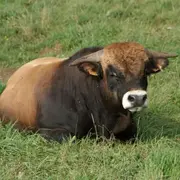 Concours des Bœufs de Noël de Laissac