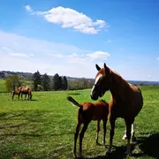Concours élevage chevaux 2 et 3 ans