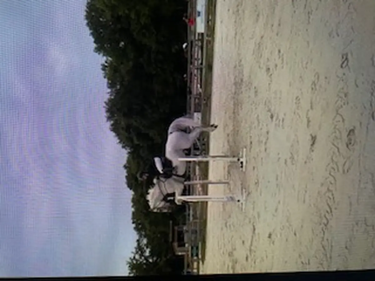 Concours Equitation Cso Et Dressage