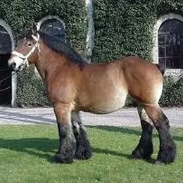 Concours national de chevaux ardennais