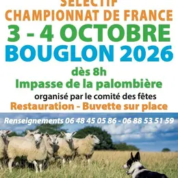 Concours national de chien de berger