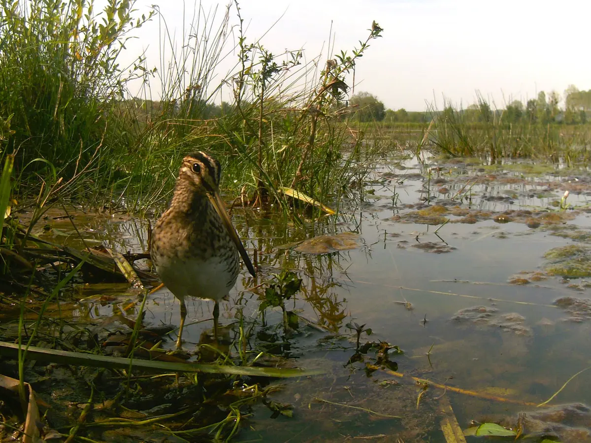 Concours photo : Les oiseaux de l'Armançon