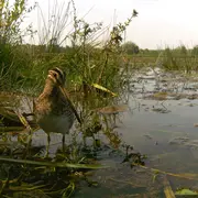 Concours photo : Les oiseaux de l'Armançon