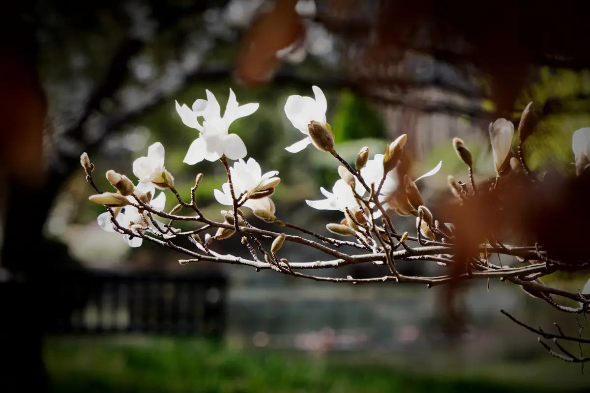 Concours Photos Magnolias