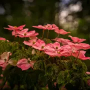 Concours photos : Rosa & Cornus