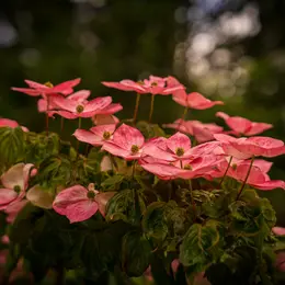 Concours photos : Rosa & Cornus
