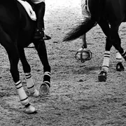 Concours régional de Horse-Ball