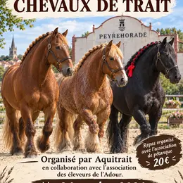Concours régional modèles et allures chevaux de trait