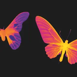 Conférence Amazonia, le mystère des couleurs du tapirage à la fluorescence