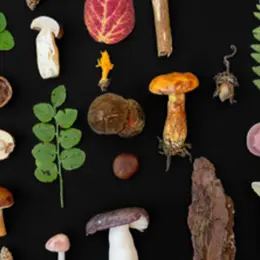 Conférence animation sur les champignons et spectacle d’ombromagie