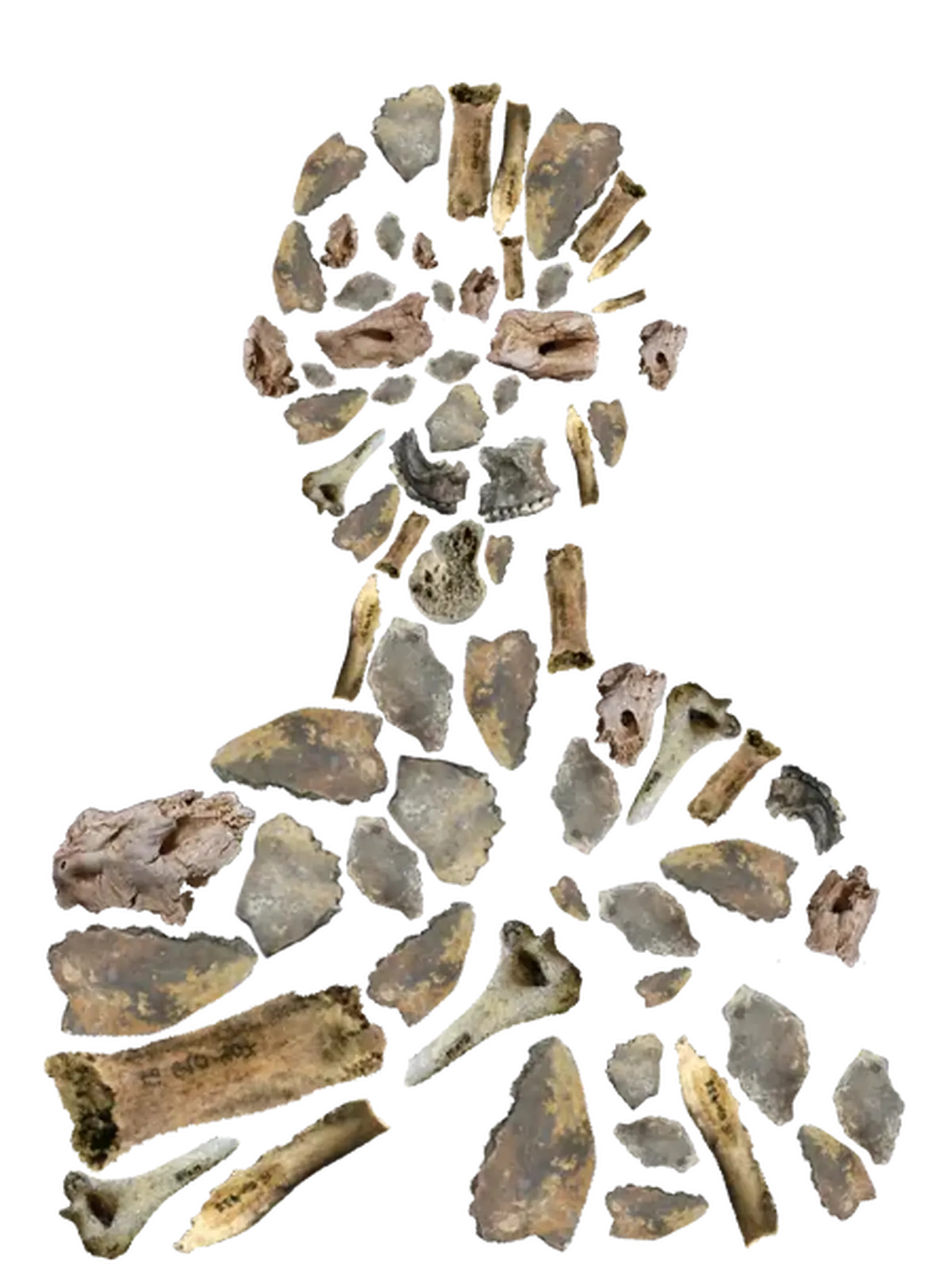 Conférence au musée Fenaille : Des os aux individus : comment le projet Link redonne une identité aux défunts des dolmens de l'Aveyron