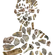 Conférence au musée Fenaille : Des os aux individus : comment le projet Link redonne une identité aux défunts des dolmens de l'Aveyron