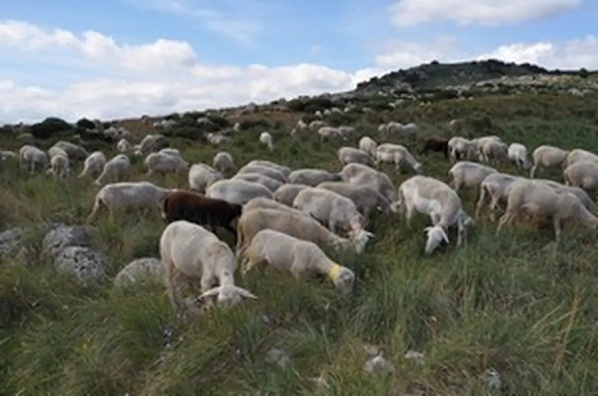 Conférence : Au Temps Des Premiers éleveurs